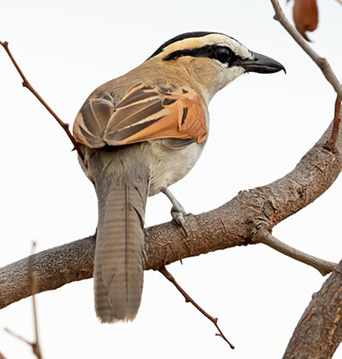 Black-crowned Tchagra